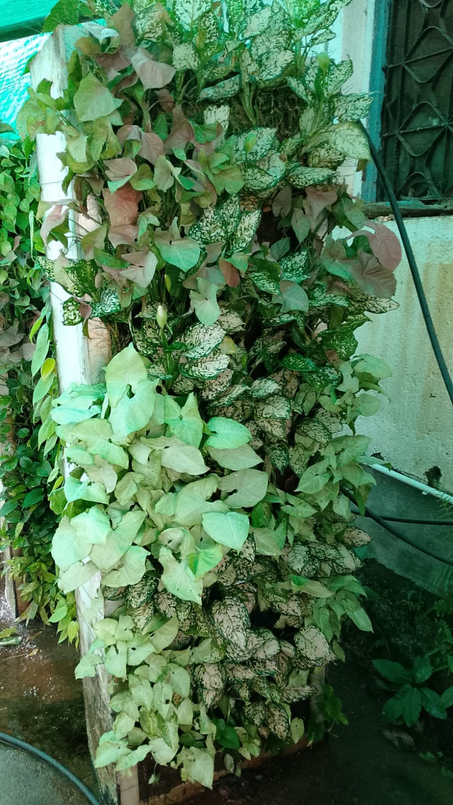 Vertical Garden preview 1